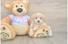 Sweet Maltipoo Baby