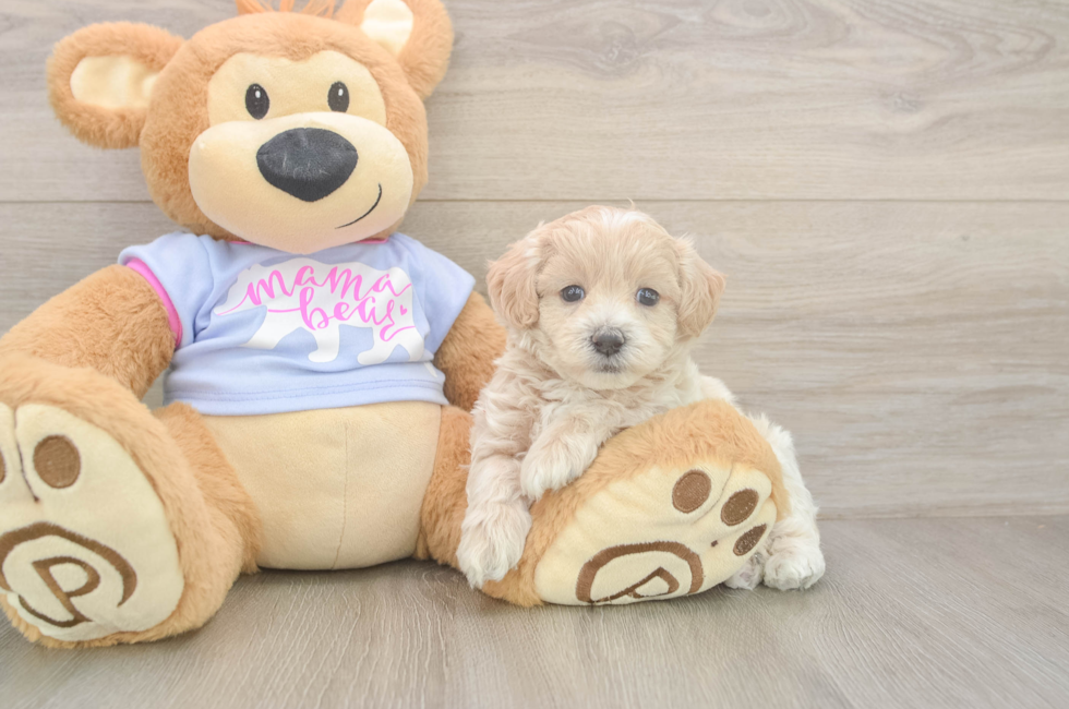 5 week old Maltipoo Puppy For Sale - Puppy Love PR