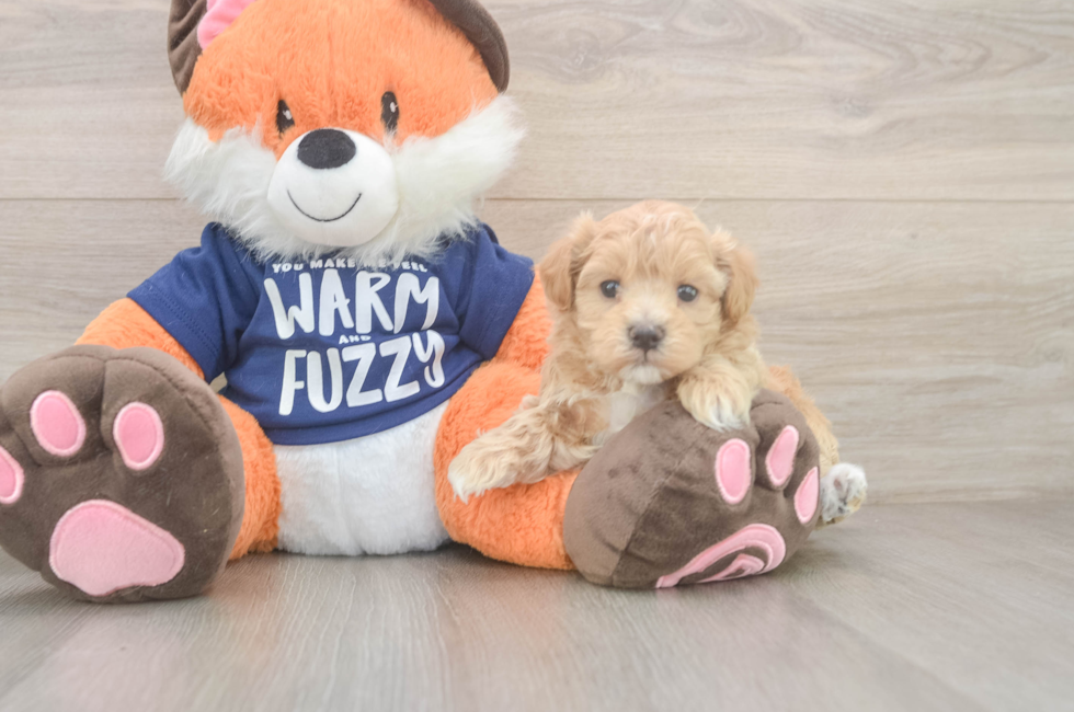 5 week old Maltipoo Puppy For Sale - Puppy Love PR