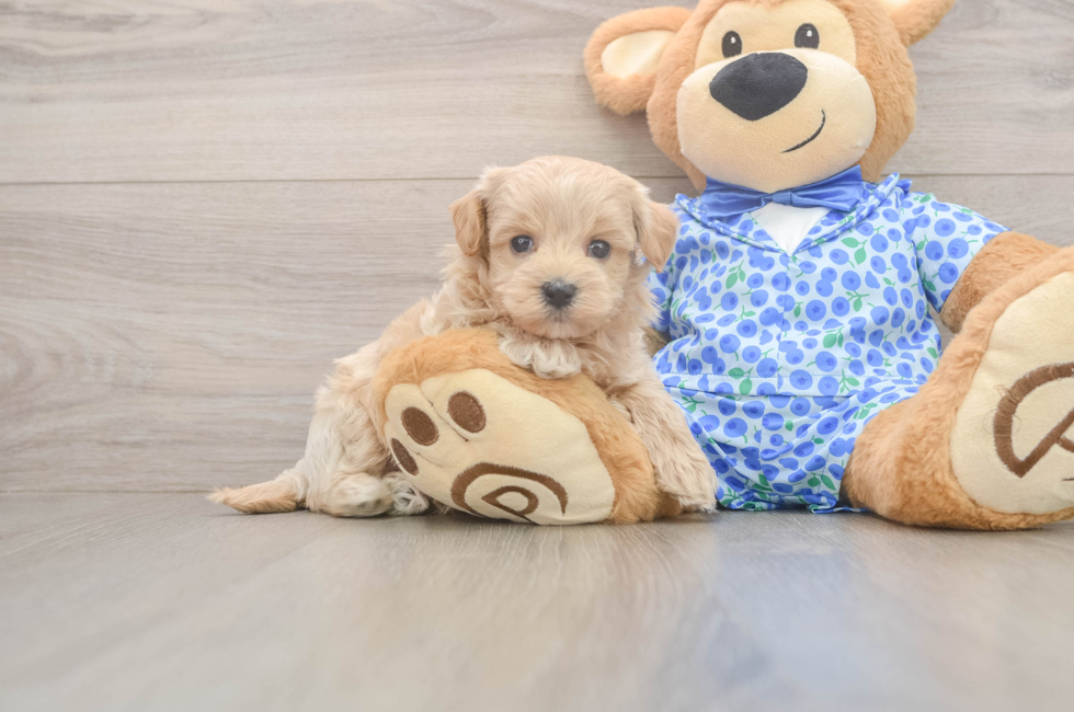 7 week old Maltipoo Puppy For Sale - Puppy Love PR