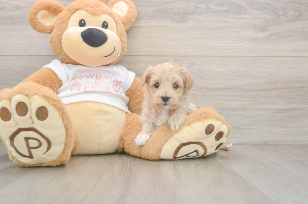 5 week old Maltipoo Puppy For Sale - Puppy Love PR
