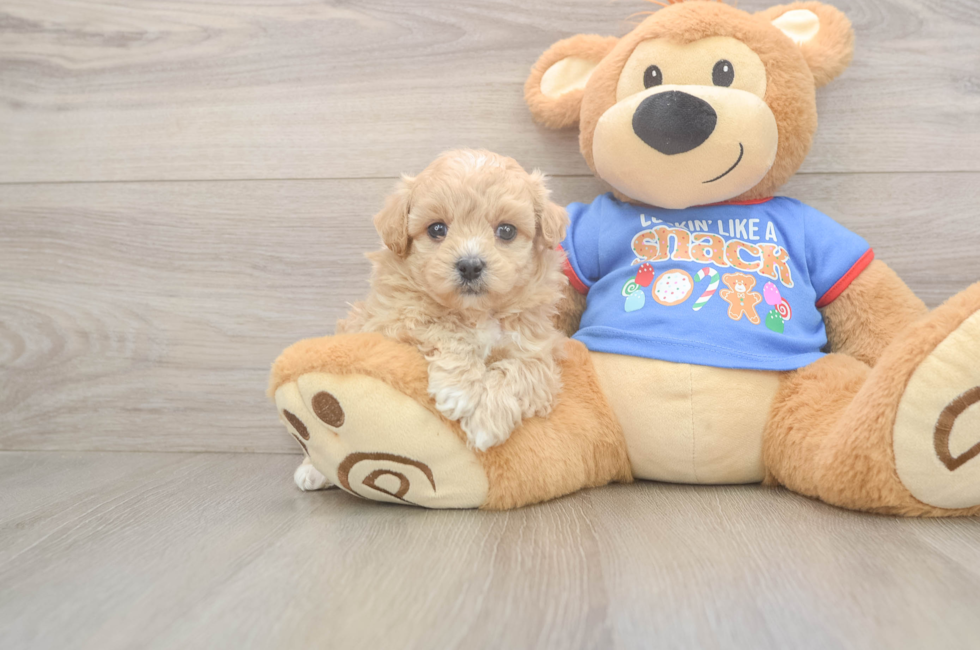5 week old Maltipoo Puppy For Sale - Puppy Love PR