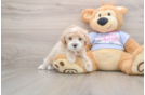 Best Maltipoo Baby