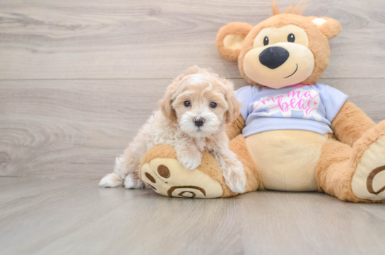 Best Maltipoo Baby