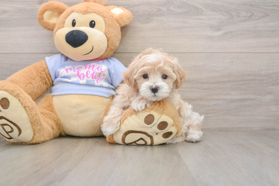 Maltipoo Puppy for Adoption