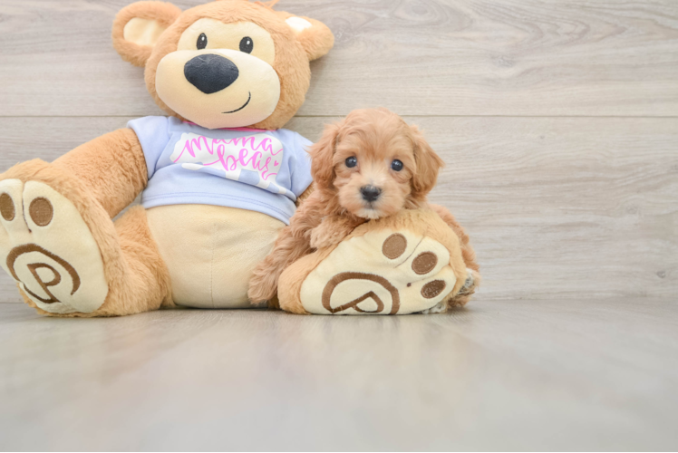 Adorable Malt Oodle Poodle Mix Puppy