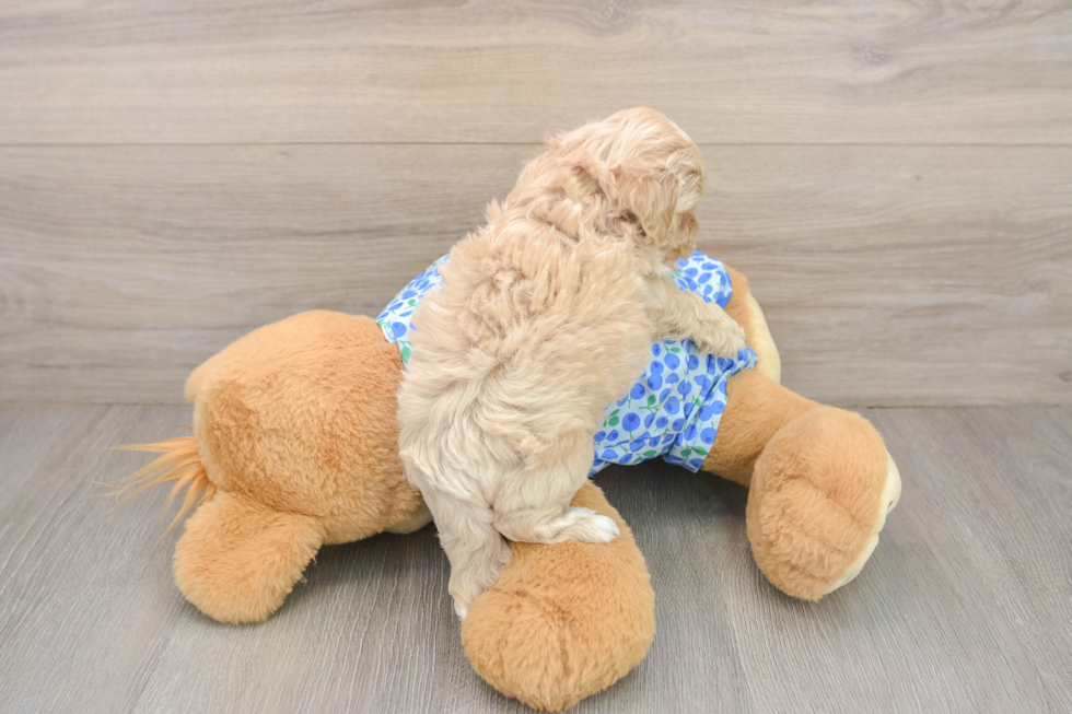 Maltipoo Pup Being Cute