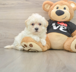 8 week old Maltipoo Puppy For Sale - Puppy Love PR