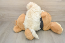 Best Maltipoo Baby