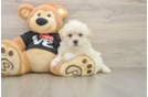 Happy Maltipoo Baby
