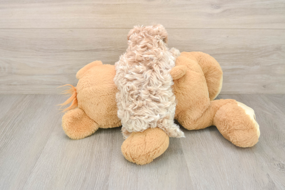 Maltipoo Puppy for Adoption