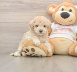 8 week old Maltipoo Puppy For Sale - Puppy Love PR