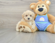 8 week old Maltipoo Puppy For Sale - Puppy Love PR