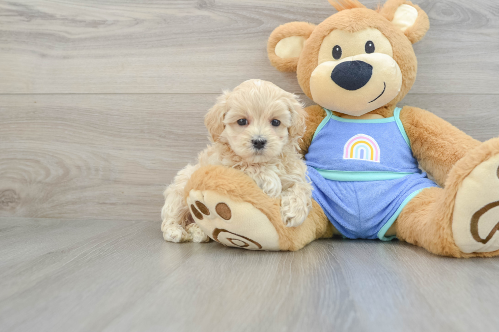 Maltipoo Puppy for Adoption