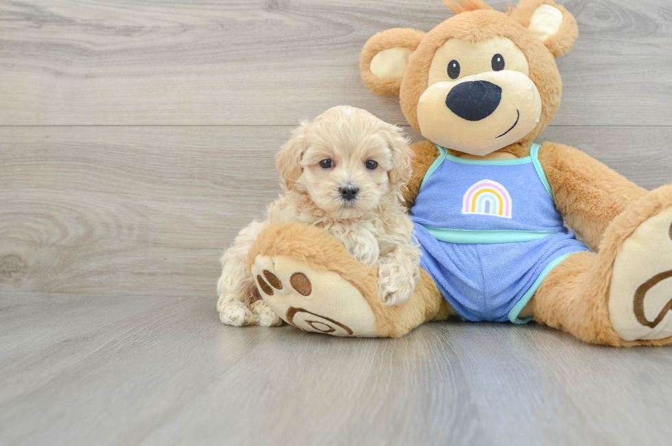 6 week old Maltipoo Puppy For Sale - Puppy Love PR