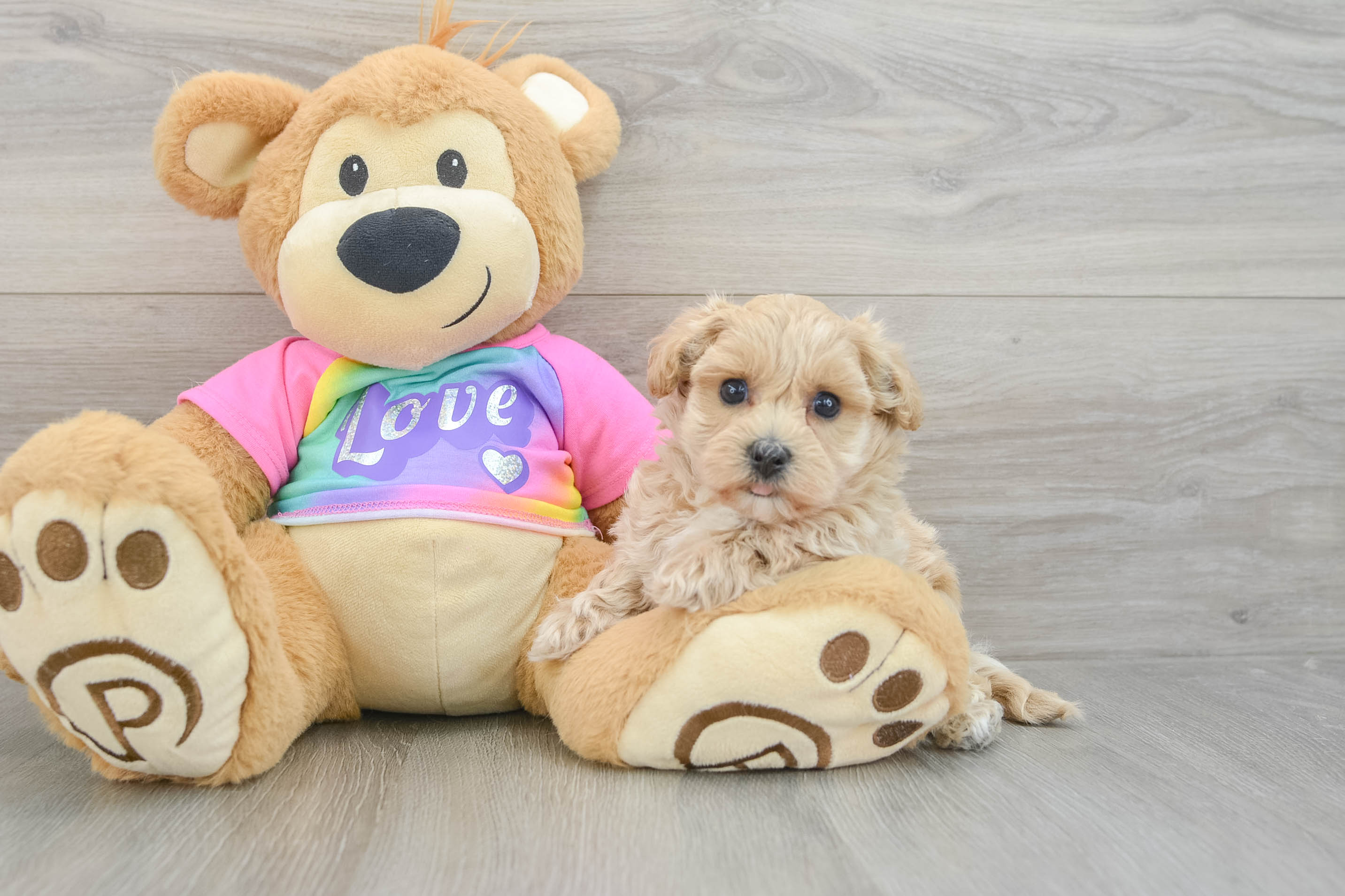 Little Maltepoo Poodle Mix Puppy