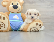 8 week old Maltipoo Puppy For Sale - Puppy Love PR