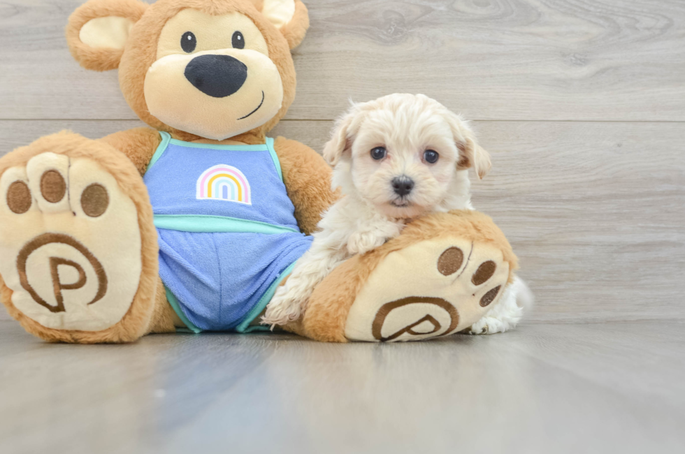 5 week old Maltipoo Puppy For Sale - Puppy Love PR
