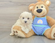 8 week old Maltipoo Puppy For Sale - Puppy Love PR