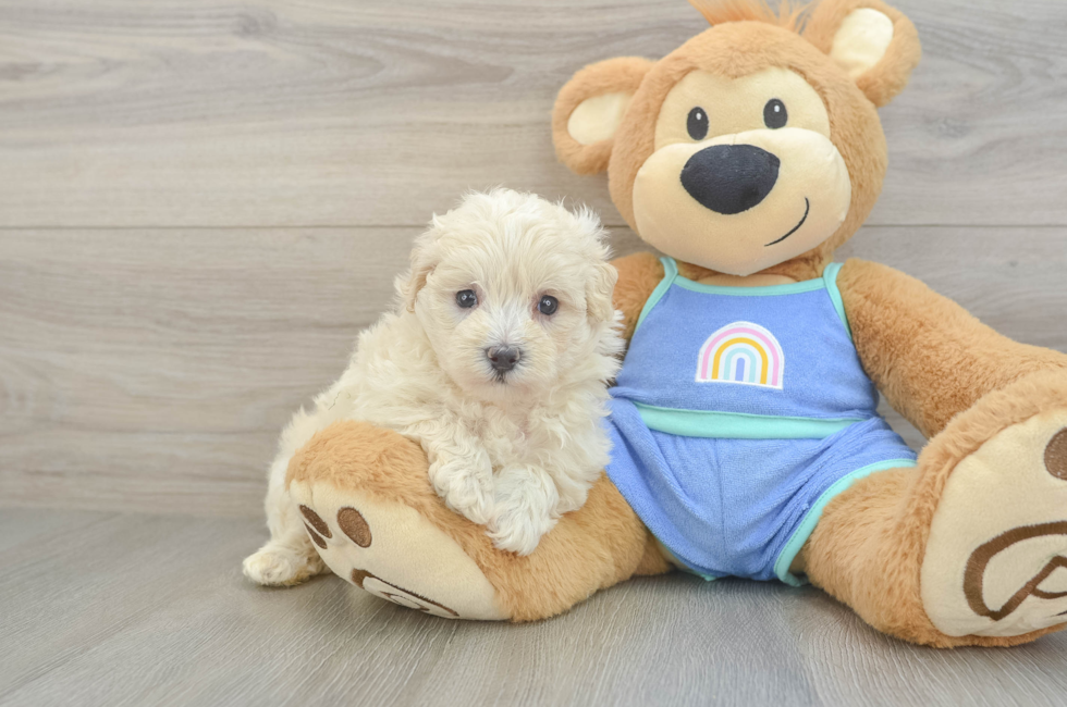 6 week old Maltipoo Puppy For Sale - Puppy Love PR