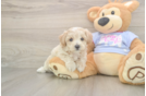 Petite Maltipoo Poodle Mix Pup