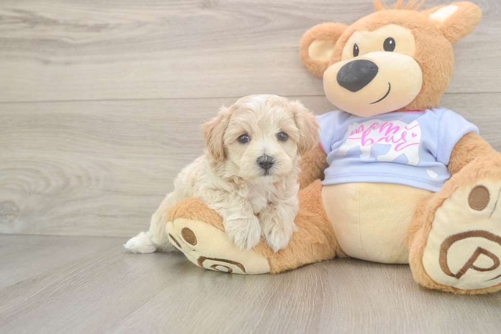 Petite Maltipoo Poodle Mix Pup