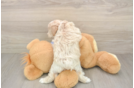 Popular Maltipoo Poodle Mix Pup