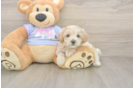 Little Multipoo Poodle Mix Puppy