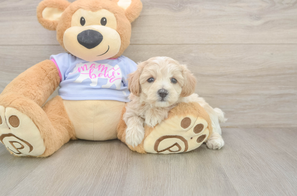 5 week old Maltipoo Puppy For Sale - Puppy Love PR