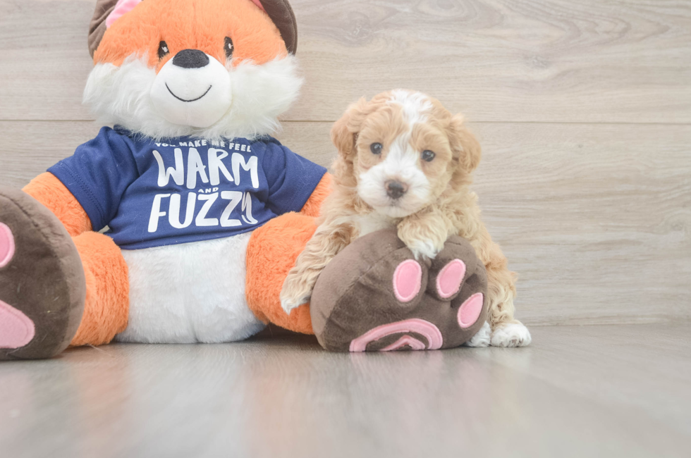 5 week old Maltipoo Puppy For Sale - Puppy Love PR