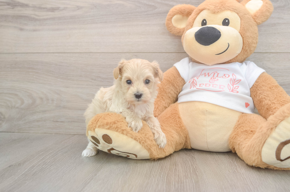 5 week old Maltipoo Puppy For Sale - Puppy Love PR