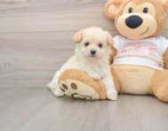 8 week old Maltipoo Puppy For Sale - Puppy Love PR