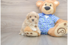 Small Maltipoo Baby