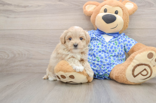 Small Maltipoo Baby