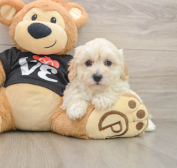8 week old Maltipoo Puppy For Sale - Puppy Love PR