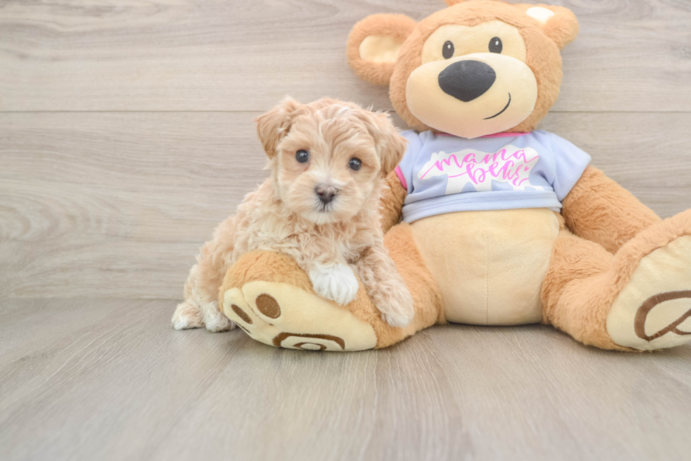 Best Maltipoo Baby