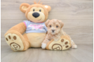 Maltipoo Puppy for Adoption