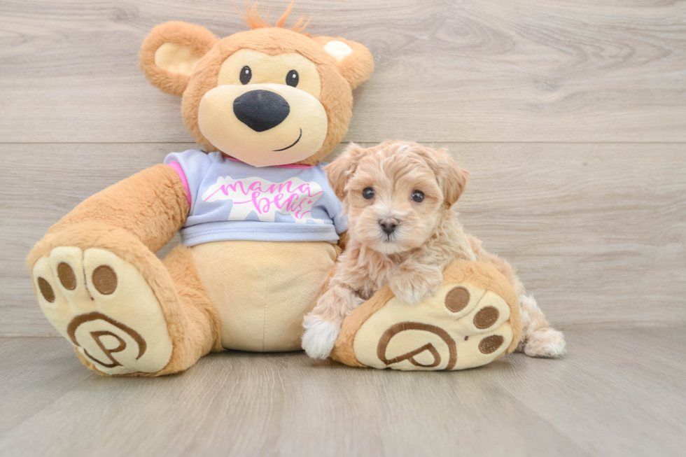 Maltipoo Puppy for Adoption