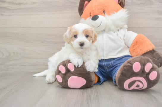 Best Maltipoo Baby