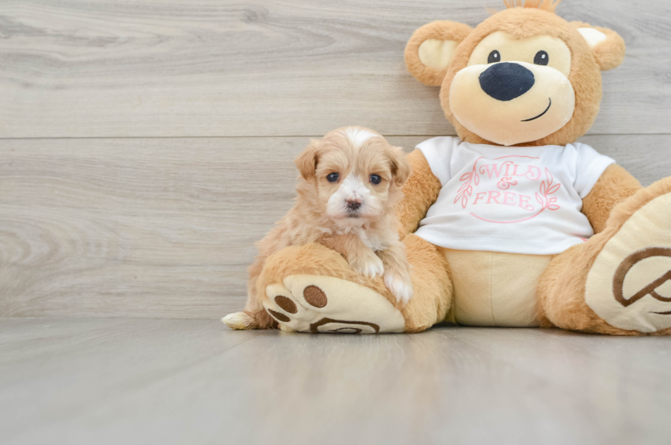 5 week old Maltipoo Puppy For Sale - Puppy Love PR