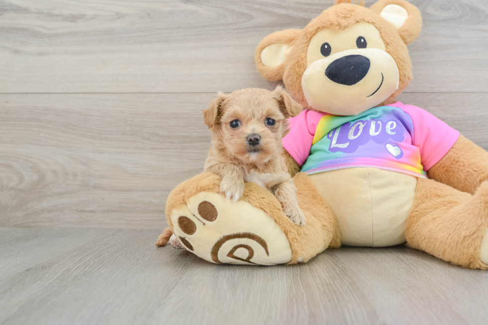 Maltipoo Pup Being Cute