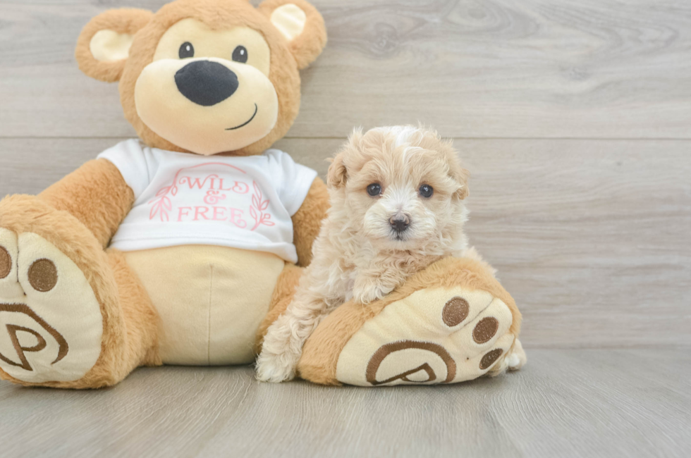 5 week old Maltipoo Puppy For Sale - Puppy Love PR