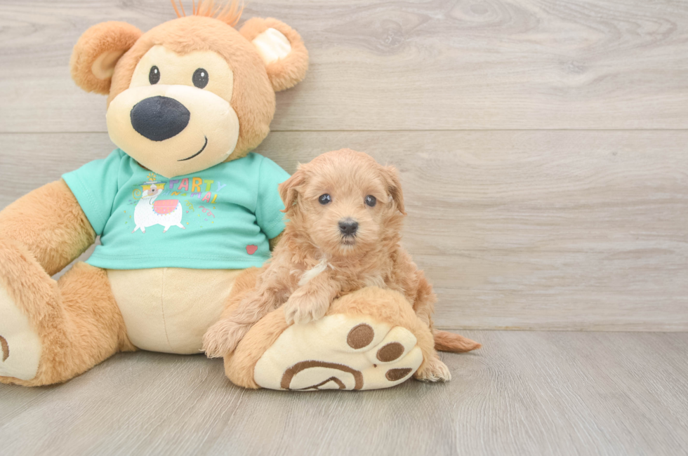 6 week old Maltipoo Puppy For Sale - Puppy Love PR