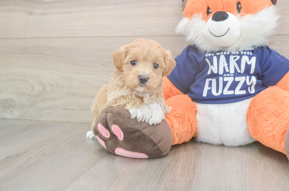 5 week old Maltipoo Puppy For Sale - Puppy Love PR