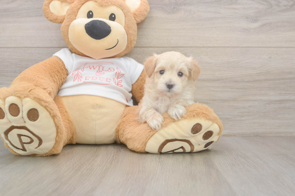5 week old Maltipoo Puppy For Sale - Puppy Love PR