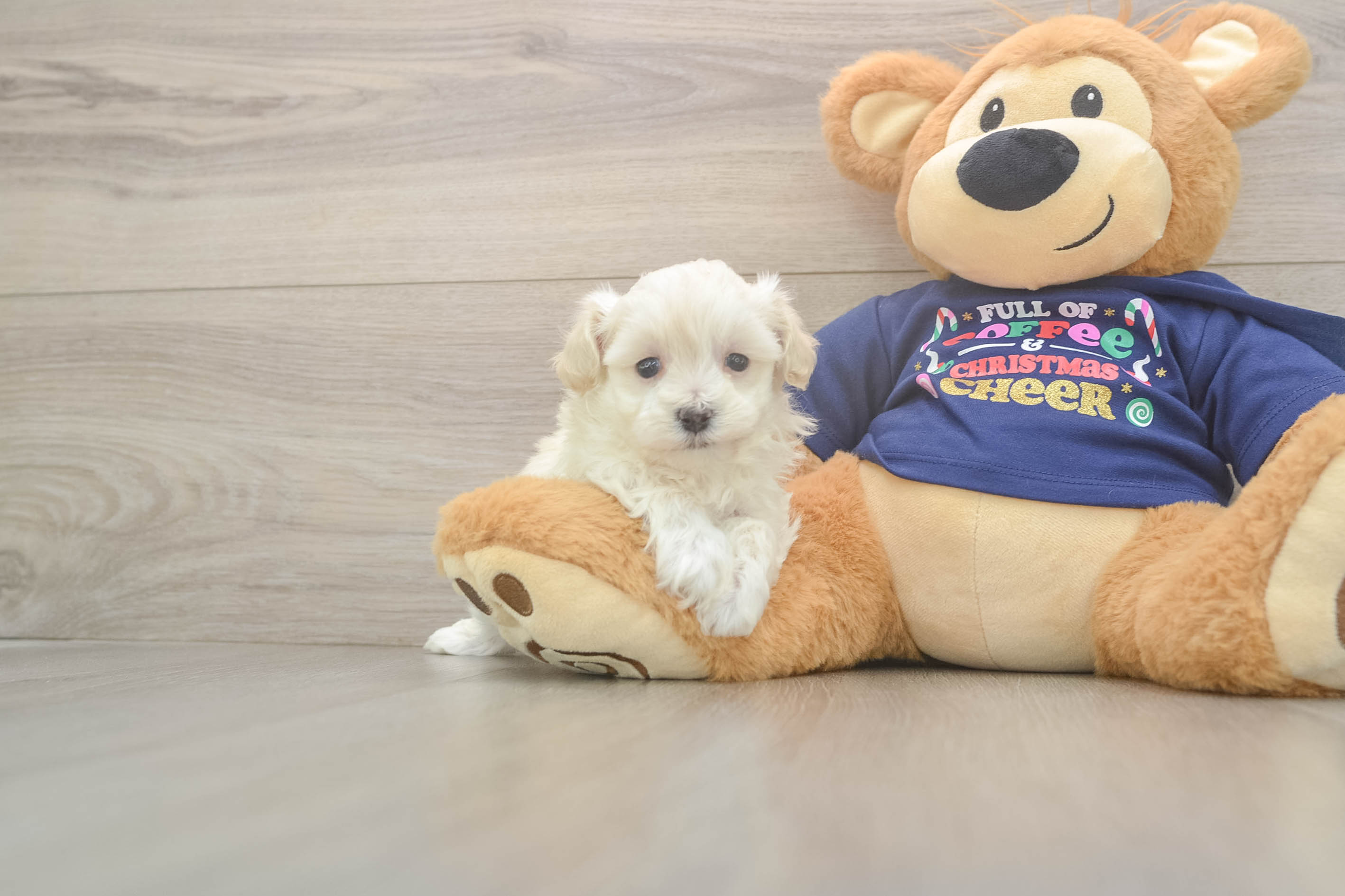 Petite Maltipoo Poodle Mix Pup