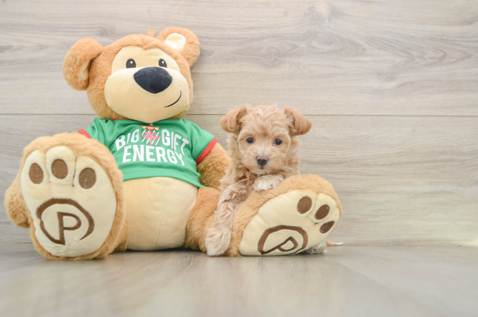 6 week old Maltipoo Puppy For Sale - Puppy Love PR