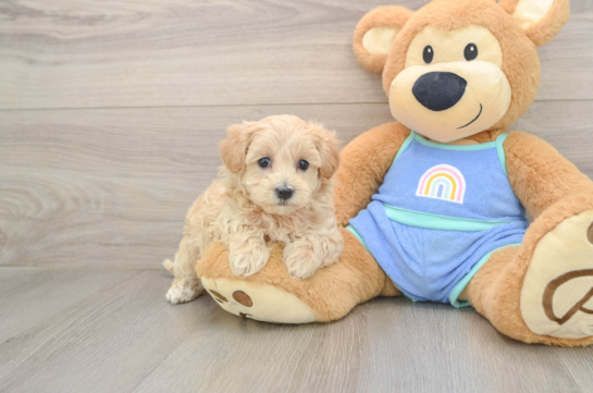 Hypoallergenic Malt Oodle Poodle Mix Puppy