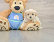 8 week old Maltipoo Puppy For Sale - Puppy Love PR