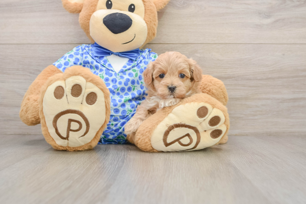 Maltipoo Puppy for Adoption